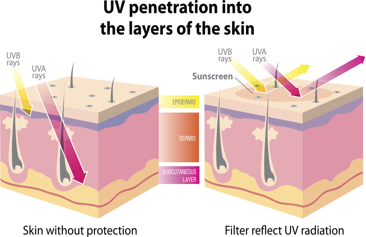 UV penetration into the layers of the skin 