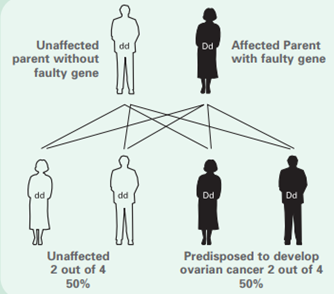 BRCA 1 2 Plus how are these conditions inherited
